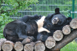 Toruń Atrakcja Zoo Toruński Ogród Zoobotaniczny